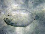 Peacock Flounder