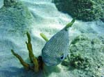 Porcupinefish-2