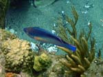 Princess Parrotfish