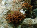 Purple Tuft Bryozoan