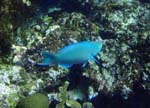 Queen Parrotfish-2