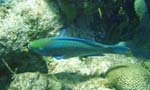 Queen Parrotfish