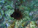 Reef Urchin