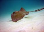 Southern Stingray-5