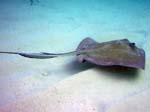 Southern Stingray-6