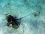 Spotted Eagle Ray-4