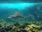 Spotted Eagle Ray