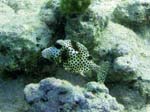 Spotted Trunkfish-2