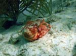 Stareye Hermit Crab-2