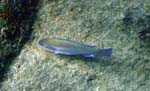 Striped Parrotfish