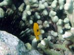 Threespot Damselfish Juv