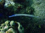 Trumpetfish (Blue phase)