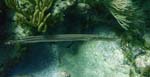 Trumpetfish (Silver Phase)