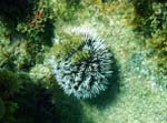 West Indean Sea Egg