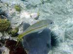 Yellow Goatfish-2