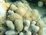 Yellow Spoinge Zoanthid