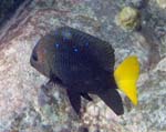 Yellowtail Damselfish Male