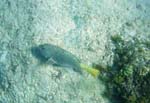 Yellowtail Parrotfish