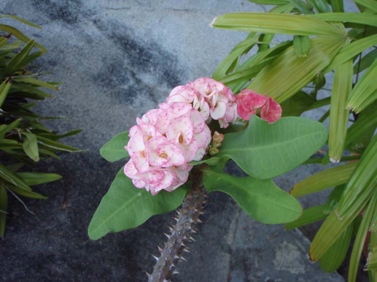 44 Cactus Flowers