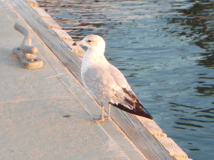 45 Ring Billed Gull