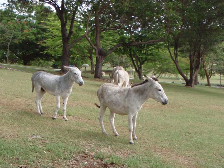 66 Caneel Donkeys