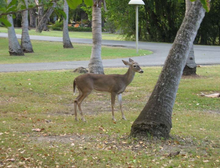 70 Caneel Deer Resident