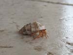 54 Land Hermit Crab