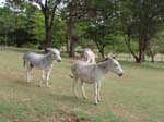 66 Caneel Donkeys