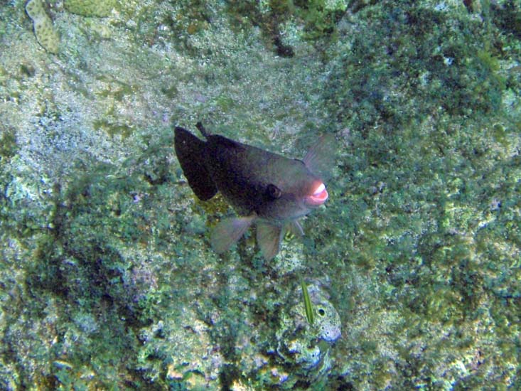 Parrotfish getting #17F0DFB