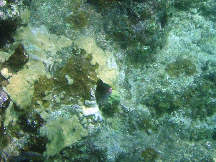 Parrotfish getting cleaning