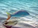 Scott Bay Mutton Snapper