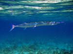 Scott Beach Flat Needlefish