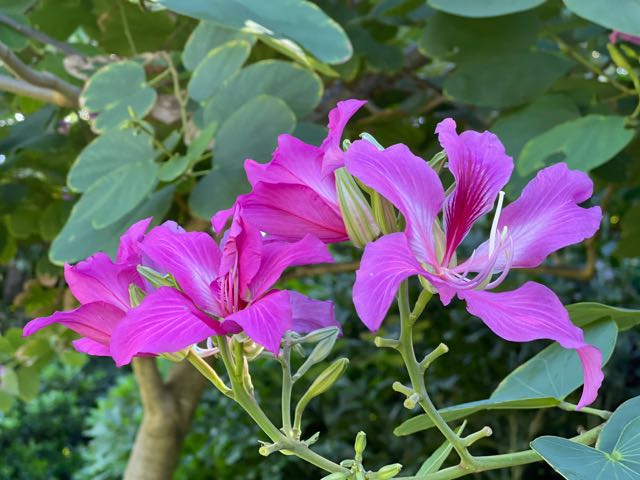 Hong Kong Orchid Tree