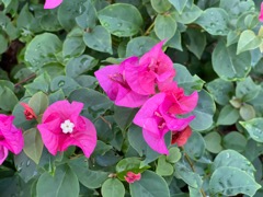 Paperflower Bougainvillia