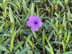 Mexican petunia