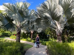 Sharon among Bismark Palm