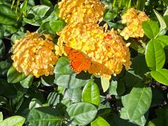 Gulf Fritillery Butterfly