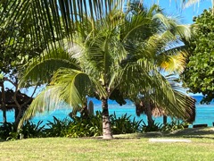 Coconut Palm in our yard