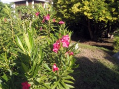 Oleander