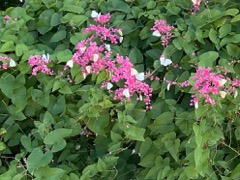 Butterfly on Coral Vine