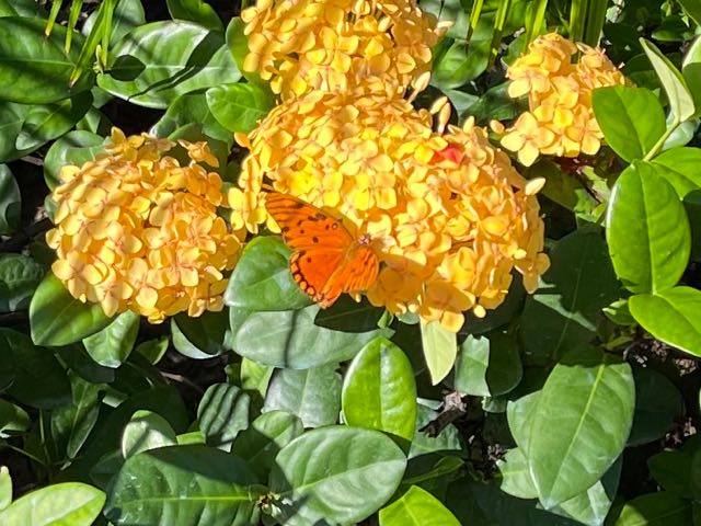 Gulf Fritillery Butterfly