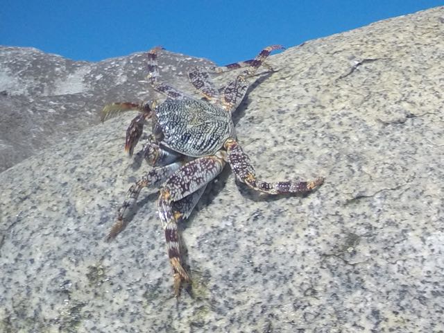 Jamaican shore crab