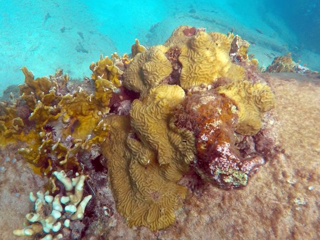 Knobby Brain Coral
