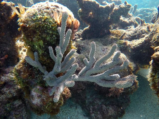 Knobby Sea Rod