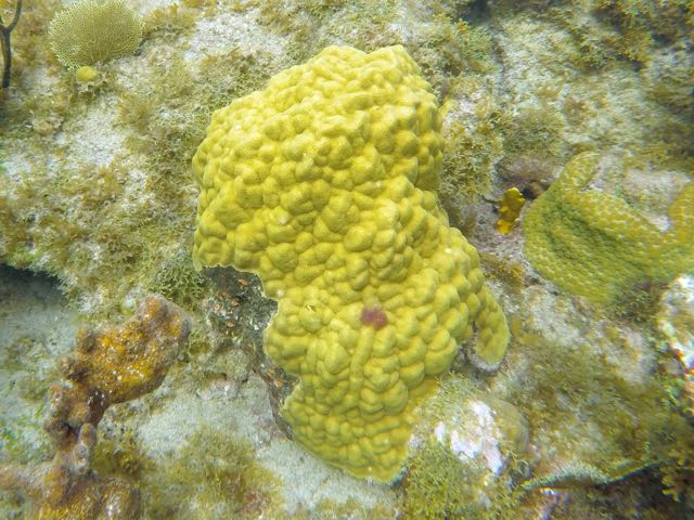 Mustard Hill Coral