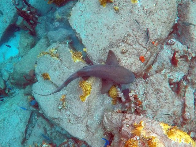 Nurse Shark (6')