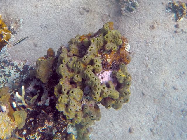 Octopus Sponge