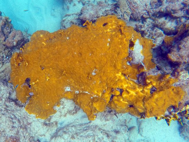 Orange-Veined Encrusting Sponge (?)