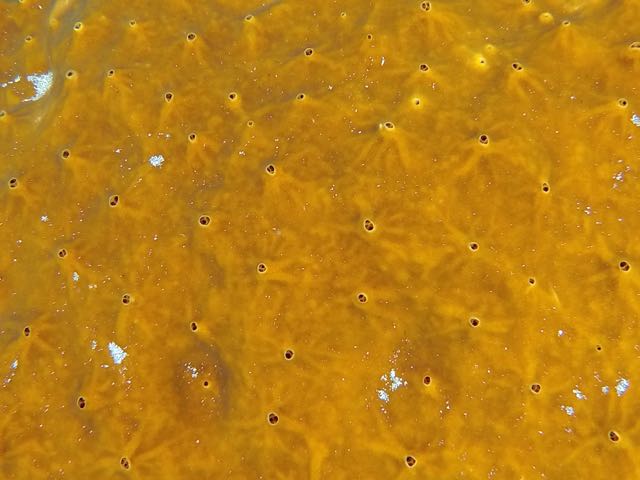 Orange-Veined Encrusting Sponge (close)