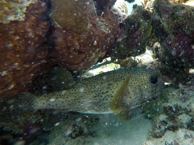 Porcupinefish (10